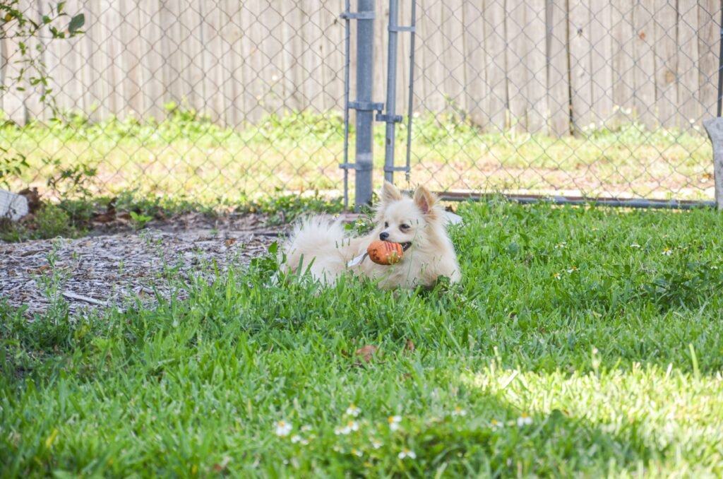 Pomerania jugando y corriendo en un parque